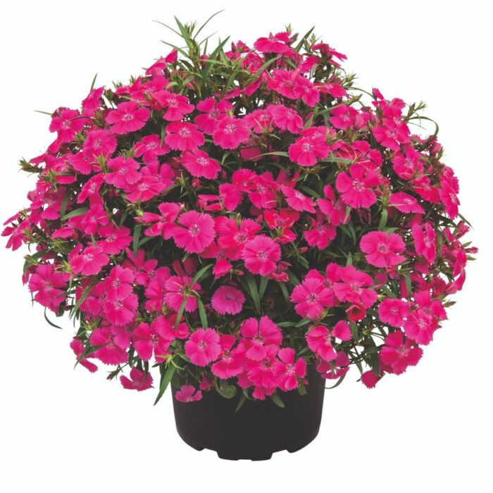 DIANTHUSSUMMERDIAMONDSLITTLEROSEPL_1.jpg DIANTHUS SUMMER DIAMONDS Little Rose - Image 2