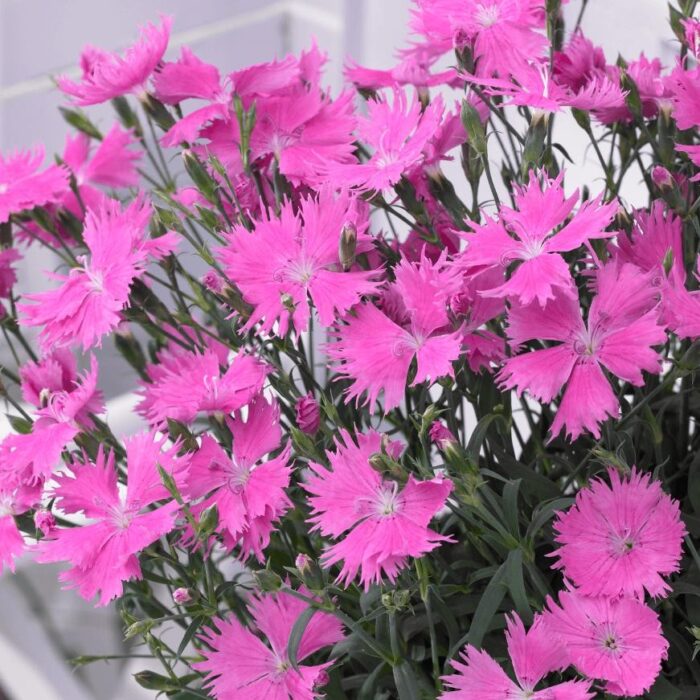 DIANTHUSSUNTORYPINKPL.jpg