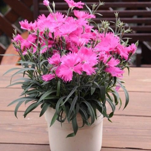 DIANTHUSSUNTORYPINKPL_1.jpg DIANTHUS Suntory Pink - Image 2