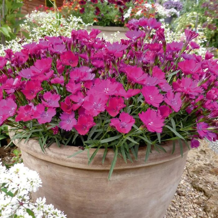 DIANTHUSWAIKIKIPINKPL_1.jpg DIANTHUS Waikiki Pink - Image 2