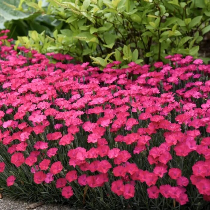 DIANTHUSWAIKIKIPINKPL_2.jpg DIANTHUS Waikiki Pink - Image 3