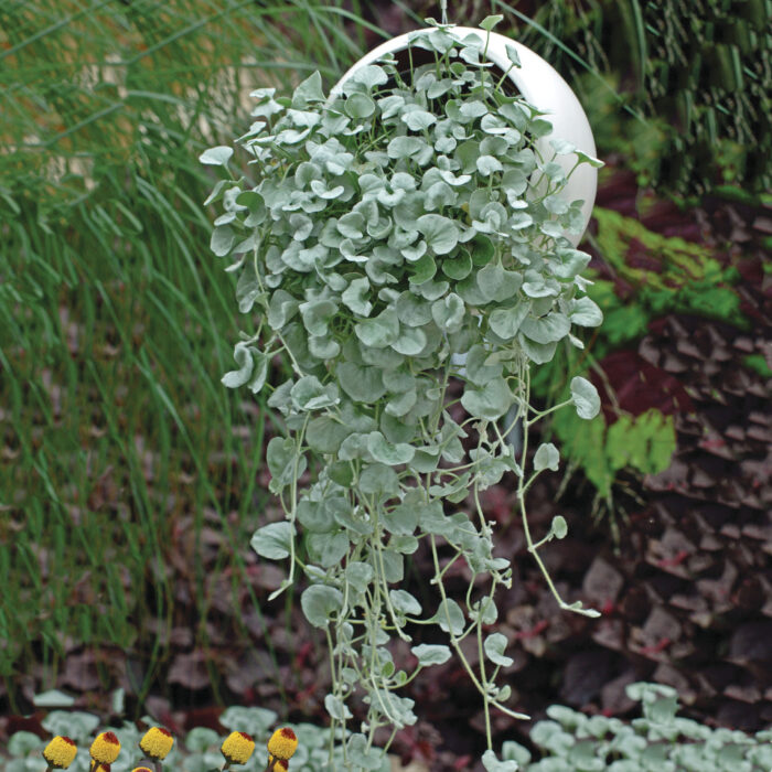 DICHONDRA   Silver Falls - Image 2