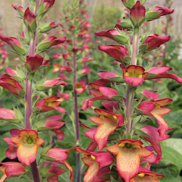 DIGITALLIS ILLUMINATION Flame - Image 2