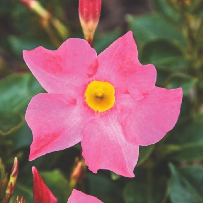DIPLADENIABELLAPINKPPPL.jpg
