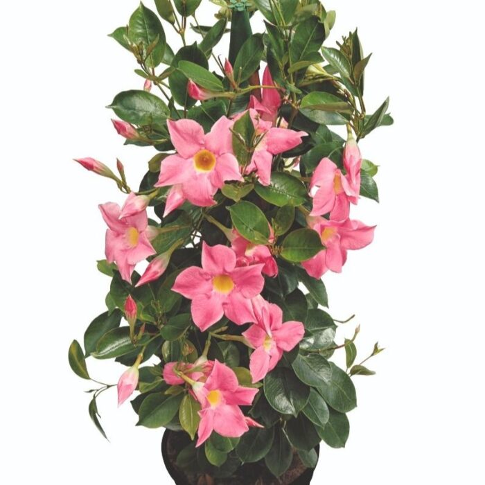 DIPLADENIABELLAPINKPPPL_1.jpg DIPLADENIA BELLA Pink PP - Image 2