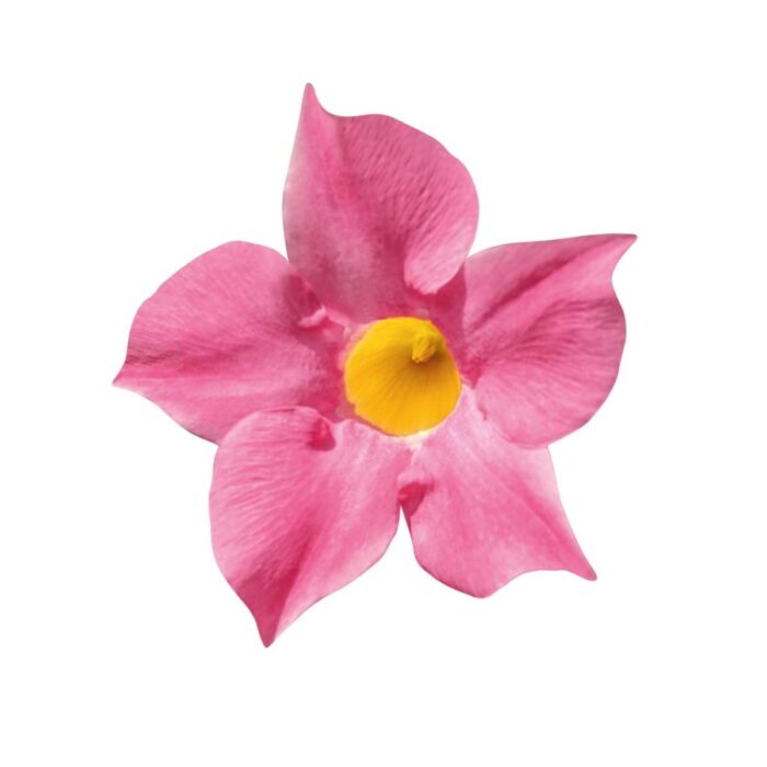 DIPLADENIABELLAPINKPPPL_2.jpg DIPLADENIA BELLA Pink PP - Image 3