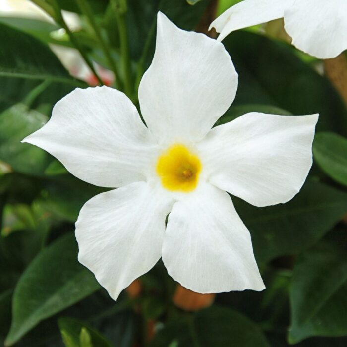 DIPLADENIABELLAWHITEPPPL.jpg