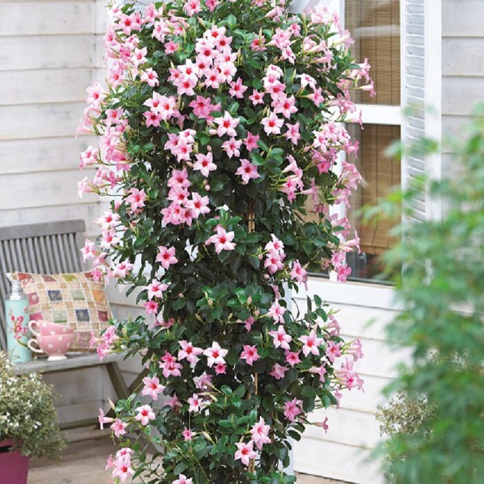 DIPLADENIASUNDAVILLECREAMPINKPPPL_1.jpg DIPLADENIA SUNDAVILLE Cream Pink PP - Image 2