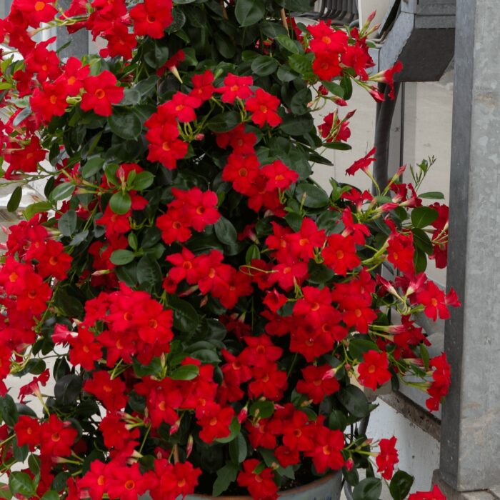 DIPLADENIASUNDAVILLEEARLYSCARLETPPPL_1.jpg DIPLADENIA SUNDAVILLE Early Scarlet PP - Image 2