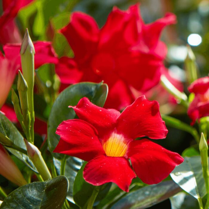 DIPLADENIASUNDAVILLEEARLYSCARLETPPPL_2.jpg DIPLADENIA SUNDAVILLE Early Scarlet PP - Image 3