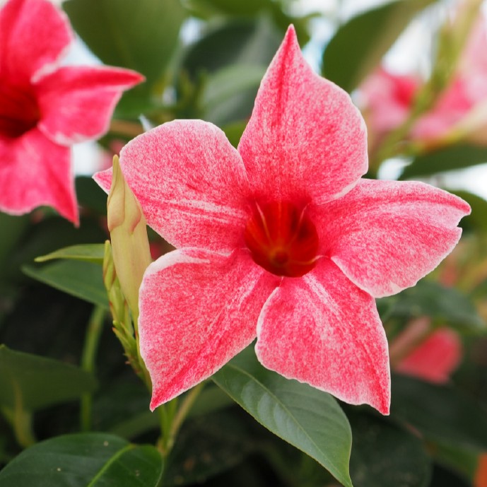 DIPLADENIASUNDAVILLEFLAMINGOPPPL_1.jpg DIPLADENIA SUNDAVILLE Flamingo PP - Image 2