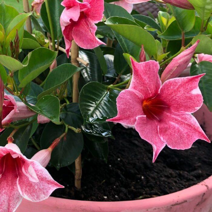 DIPLADENIASUNDAVILLEFLAMINGOPPPL_2.jpg DIPLADENIA SUNDAVILLE Flamingo PP - Image 5
