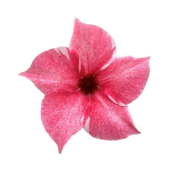 DIPLADENIASUNDAVILLEFLAMINGOPPPL_3.jpg DIPLADENIA SUNDAVILLE Flamingo PP - Image 3