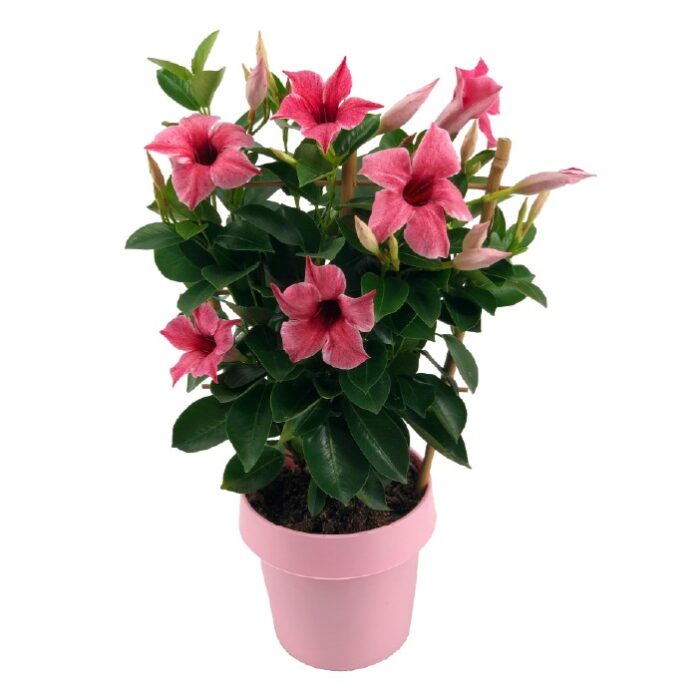 DIPLADENIASUNDAVILLEFLAMINGOPPPL_4.jpg DIPLADENIA SUNDAVILLE Flamingo PP - Image 4