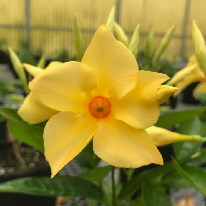 DIPLADENIASUNDAVILLEGOLDPPPL_1.jpg DIPLADENIA SUNDAVILLE Gold PP - Image 3