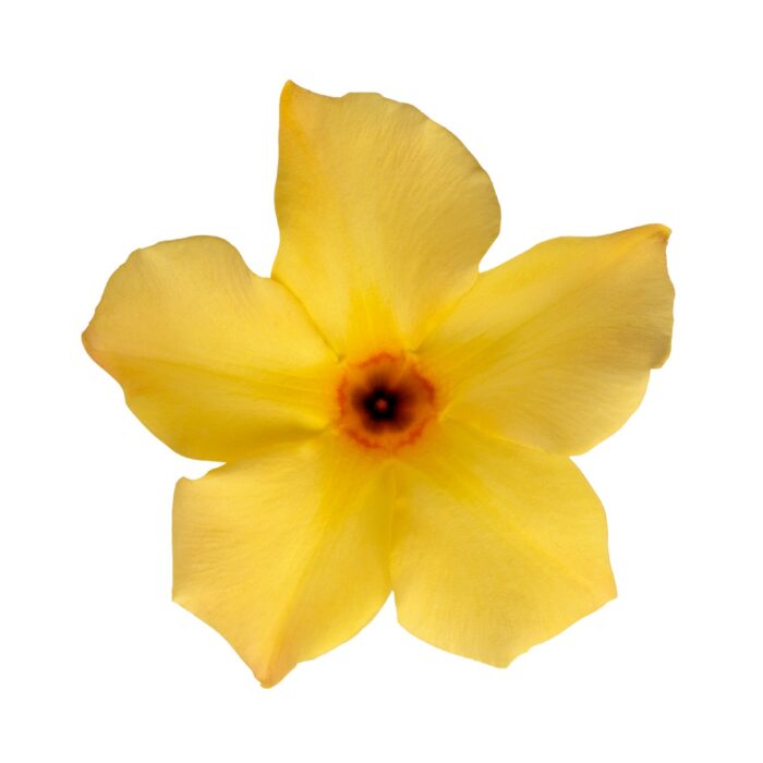 DIPLADENIASUNDAVILLEGOLDPPPL_3.jpg DIPLADENIA SUNDAVILLE Gold PP - Image 4