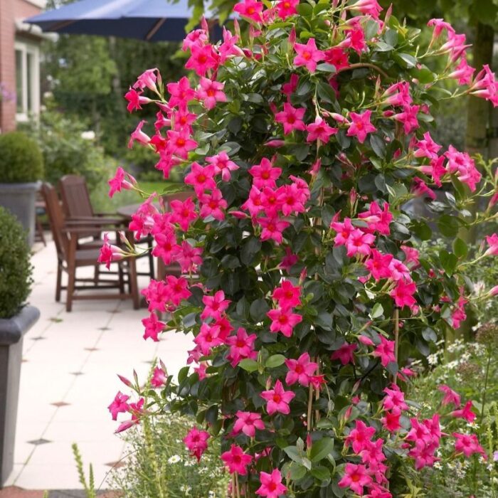 DIPLADENIASUNDAVILLEPINKPPPL_1.jpg DIPLADENIA SUNDAVILLE Pink PP - Image 2