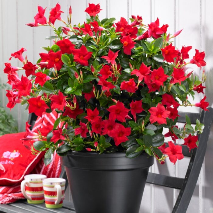 DIPLADENIASUNDAVILLEREDPPPL_1.jpg DIPLADENIA SUNDAVILLE Red PP - Image 2