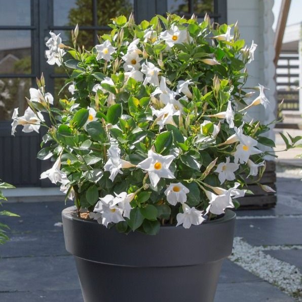 DIPLADENIASUNDAVILLEWHITEPPPL_1.jpeg DIPLADENIA SUNDAVILLE White PP - Image 2
