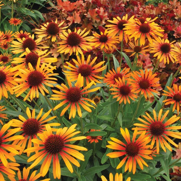 ECHINACEA Flame Thrower - Image 2