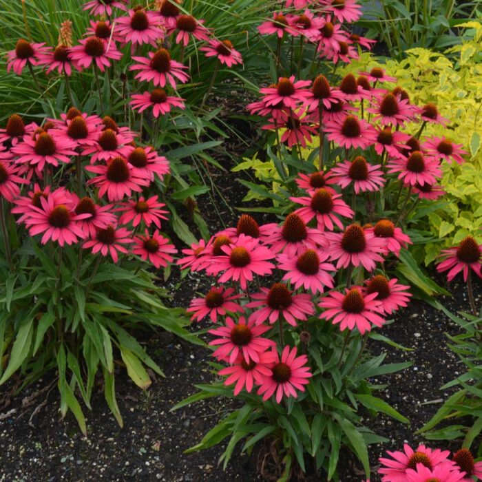 ECHINACEAGLOWINGDREAMPL_1.jpg ECHINACEA Glowing Dream - Image 2
