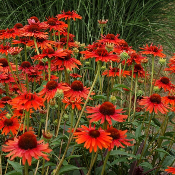 ECHINACEAHOTLAVAPL_1.jpg ECHINACEA Hot Lava - Image 2