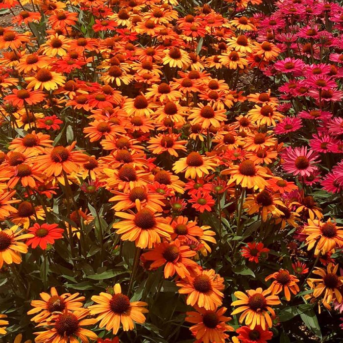ECHINACEAKISMETORANGEPL_1.jpg ECHINACEA Kismet Orange - Image 2