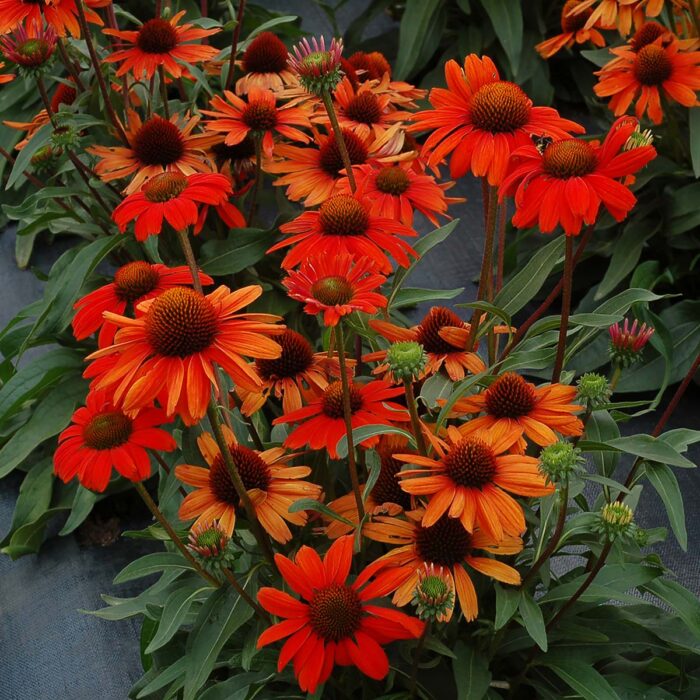 ECHINACEAKISMETORANGEPL_2.jpg ECHINACEA Kismet Orange - Image 3
