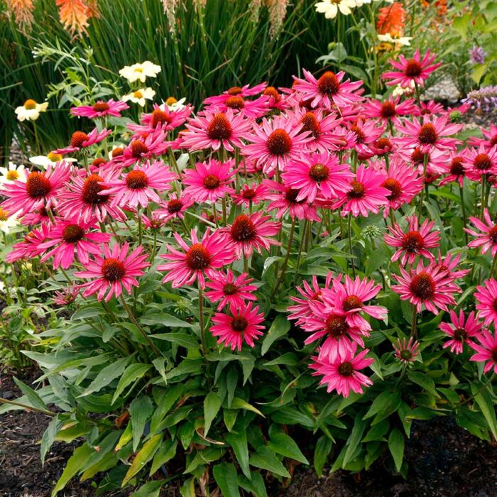 ECHINACEAKISMETRASPBERRYPL_1.jpg ECHINACEA Kismet Raspberry - Image 2