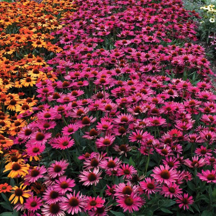 ECHINACEAKISMETRASPBERRYPL_2.jpg ECHINACEA Kismet Raspberry - Image 3