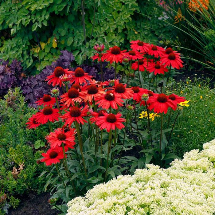 ECHINACEAKISMETREDPL_1.jpg ECHINACEA Kismet Red - Image 2