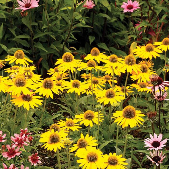 ECHINACEA Kismet Yellow - Image 2