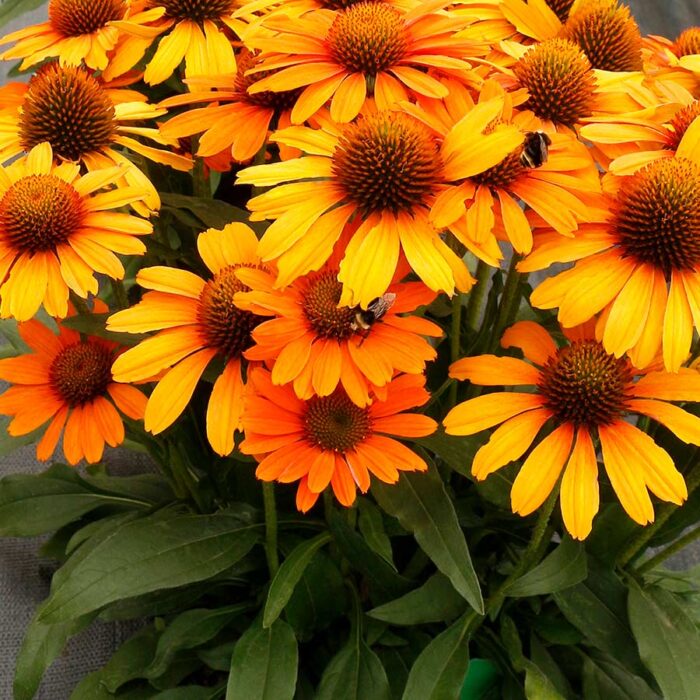 ECHINACEA Prima Saffron - Image 2