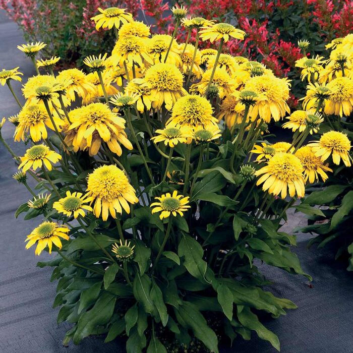 ECHINACEASUNNYDAYSLEMONPL_1.jpg ECHINACEA Sunny Days Lemon - Image 2