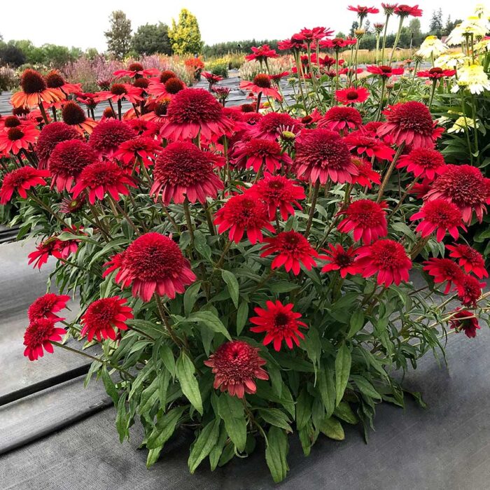 ECHINACEASUNNYDAYSRUBYPL_1.jpg ECHINACEA Sunny Days Ruby - Image 2