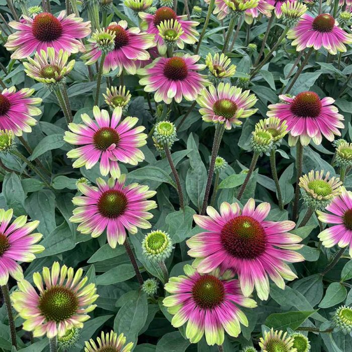 ECHINACEASWEETSANDIAPL_1.jpg ECHINACEA Sweet Sandia - Image 2
