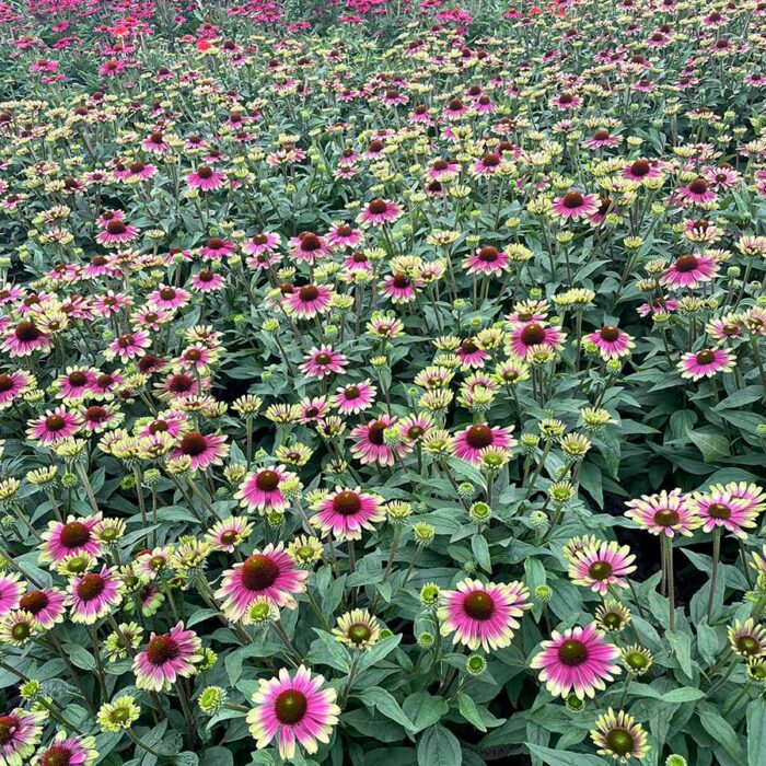 ECHINACEASWEETSANDIAPL_2.jpg ECHINACEA Sweet Sandia - Image 4