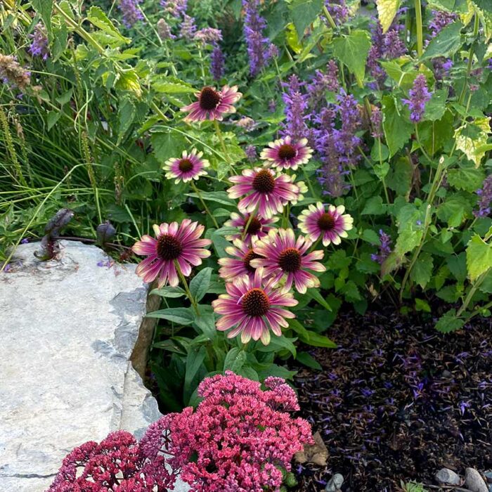 ECHINACEASWEETSANDIAPL_3.jpg ECHINACEA Sweet Sandia - Image 3