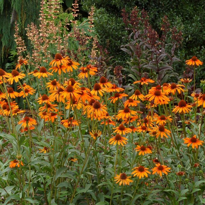 ECHINACEATIKITORCHPL_1.jpg ECHINACEA Tiki Torch - Image 2