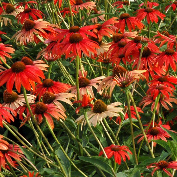 ECHINACEATOMATOSOAPPL_1.jpg ECHINACEA Tomato Soap - Image 2