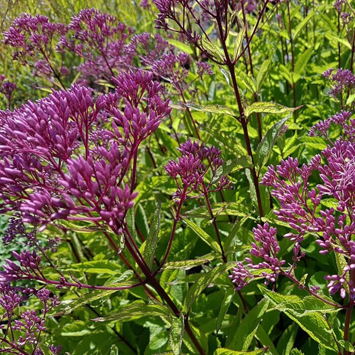 EUPATORIUM Baby Joe - Image 2