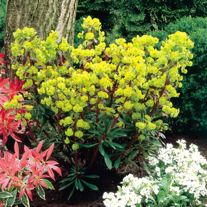 EUPHORBIA Amygdaloides Purpurea - Image 2