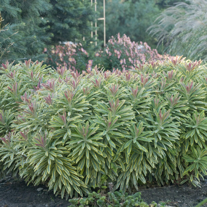 EUPHORBIA Ascot Rainbow - Image 3