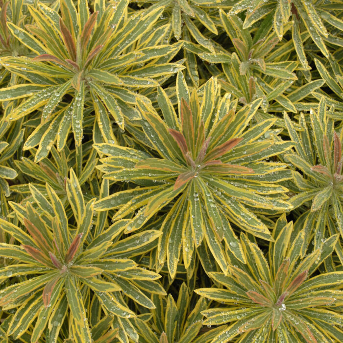 EUPHORBIA Ascot Rainbow - Image 2