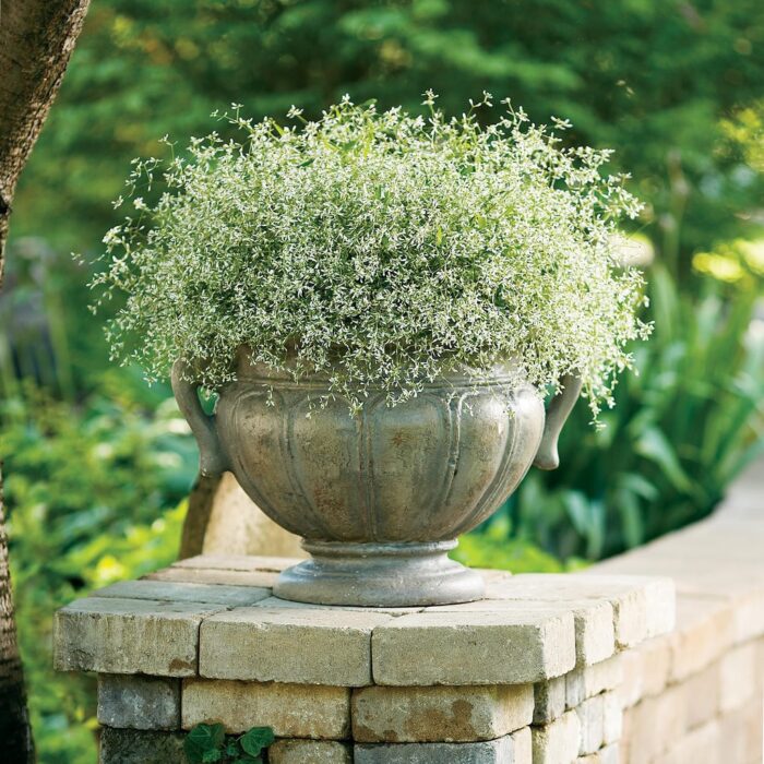 EUPHORBIA Diamond Frost - Image 2