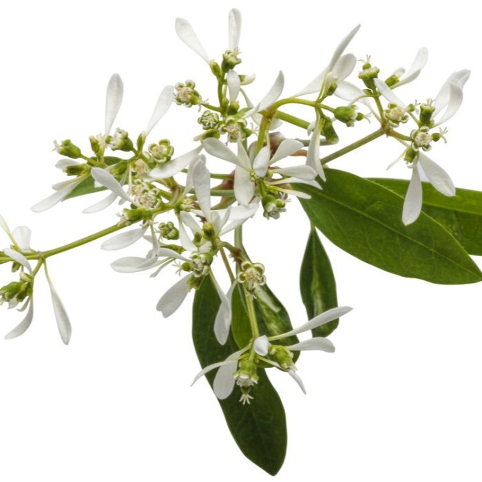 EUPHORBIA Diamond Frost - Image 3