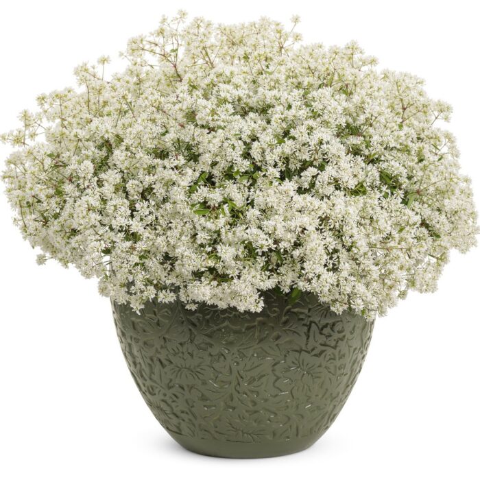 EUPHORBIA Diamond Snow - Image 2
