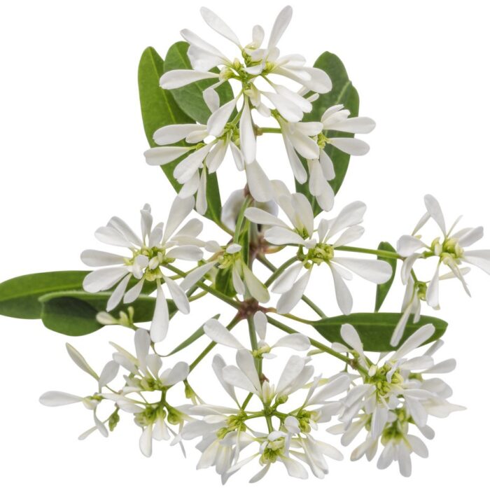 EUPHORBIA Diamond Snow - Image 3