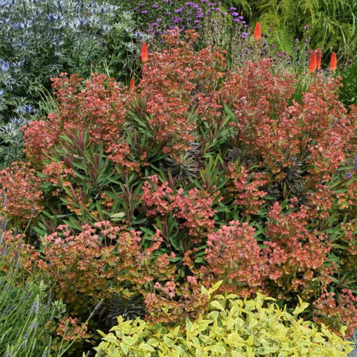 EUPHORBIA Galaxy Glow - Image 2