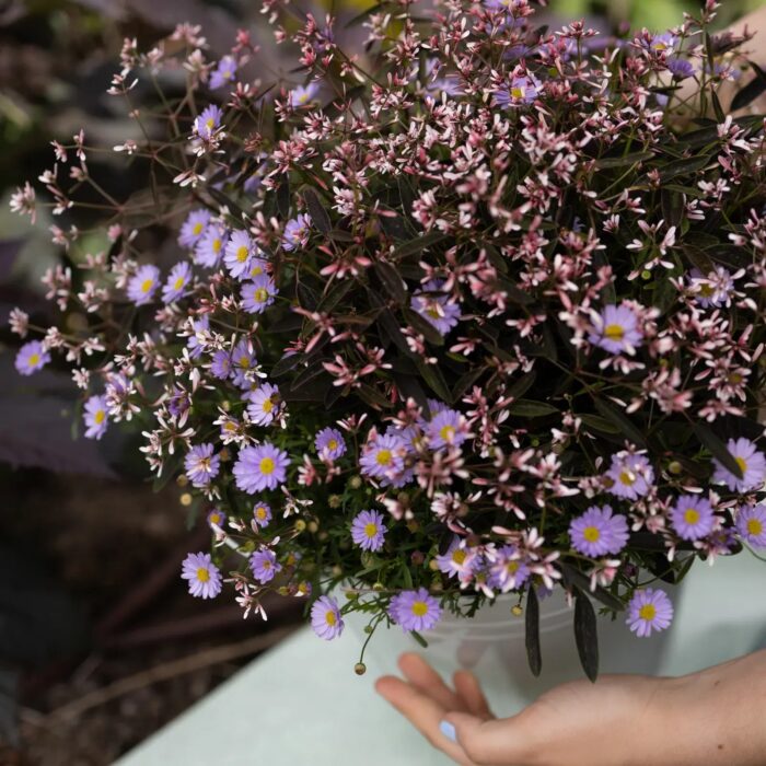 EUPHORBIA Shades in Pink - Image 2